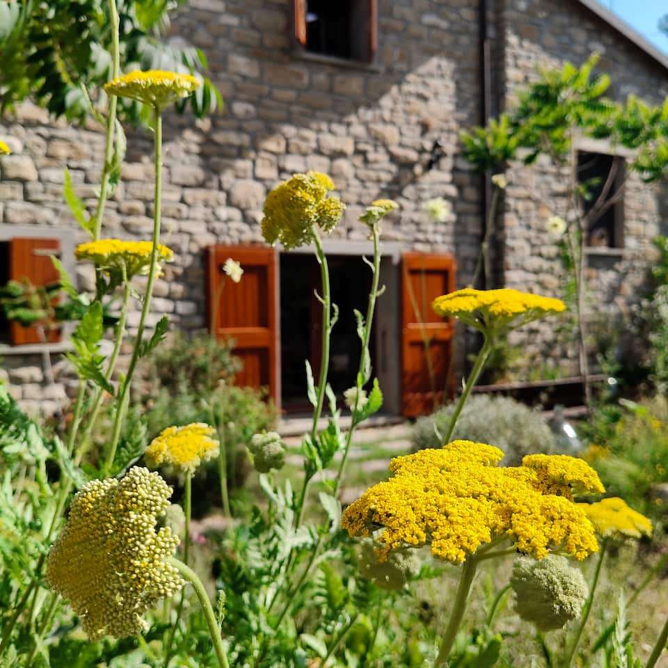 Yellow yarrow flowers against the stone wall