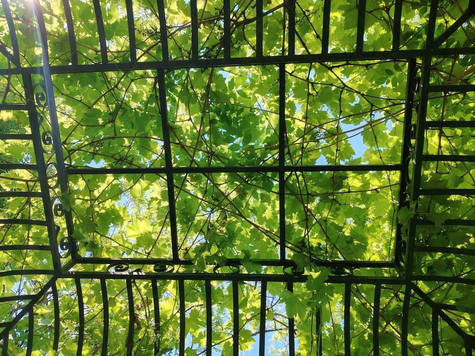 Grape vine canopy over the iron pergola