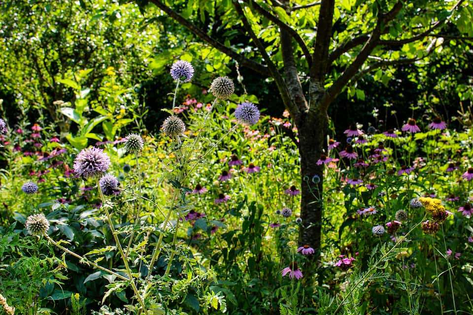 Wildflower meadow with globe thistles and coneflowers